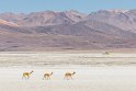 032 Salar de Surire, vicuna